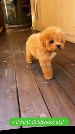 Rayyana Abudalu | Miniature F2 Goldendoodle: the fluff level is illegal 🤍✨ #goldendoodle #f2goldendoodle #minigoldendoodle #doodlelove #uaedogs #dubaidogs... | Instagram
