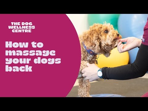 Physio tips on how to give your dog a lower back massage at home