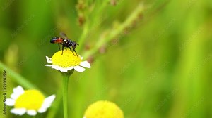 Cylindromyia auriceps is a European species of fly in the family Tachinidae. Order Diptera, Insecta class, Arthropod phylum, and Animalia kingdom.