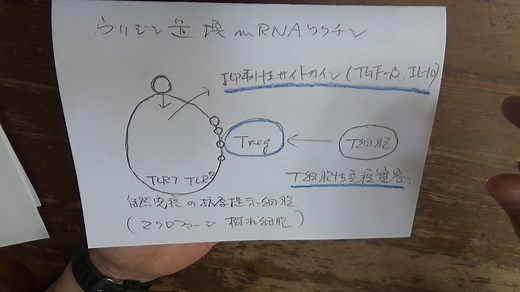 mRNAワクチンの基本事項（カリコ理論）
