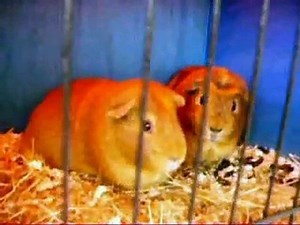 Guinea pig music video