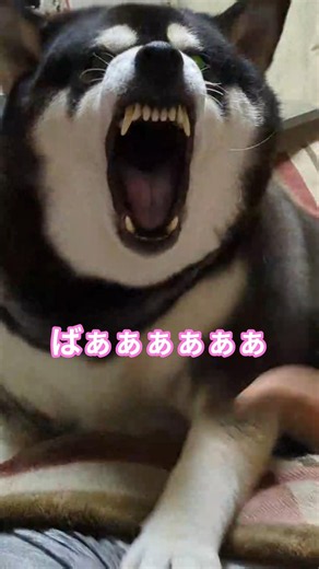父の「いないないばぁ」に期待通り反応するおりこうさんな黒柴むぎ 笑