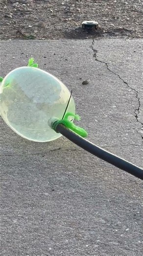 Tiny lizard EXPLOSION!!!!!💥 🦎￼￼