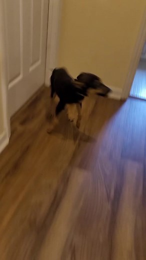 Happy Girl with Bunny Sound