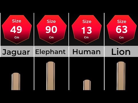 Animal Penis Size Comparison