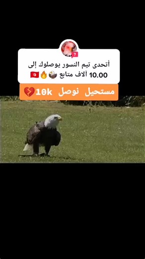 #answer to @bisto_back_after_exams #تيم_النسور🦅💢 #تيم_النسور_🦅 #تونس #viral #fyp #foryou #100m #100k