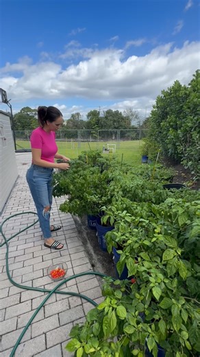 Aniadys Armas on Instagram: "Sembrar es creer en el futuro. porque siempre que siembres, recogerás. y siempre que cuides, tendrás. la vida es así: lo que das con amor y paciencia, tarde o temprano vuelve multiplicado. #siembra #motivacion #vida #naturaleza #hicas #cultivar #crecer #recolectar #sembrar #futuro"