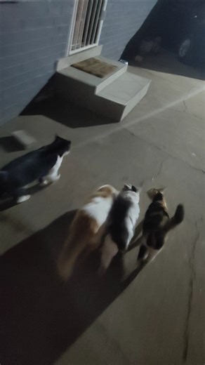 When Your Cats Know Its Time For Food.😻🐈