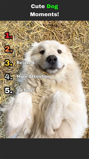 DAILY DOSE OF CUTE DOG CLIPS #cute #daily #pets #funny