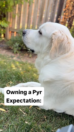 Hair and slobber will never be over . . . . . . . . . . . . . . . . . #dog #greatpyrenees #dogs #love #trending #instagram #funny #cute #explore #trend #reels #viral #post #follow | Bubbas.big.adventure