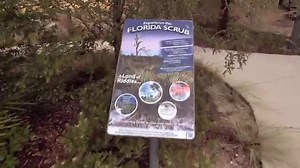 Exploring the Florida Scrub: Archbold's Nature Trail