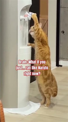 POV: When your brain doesn’t let you act normal 😭 #catshorts