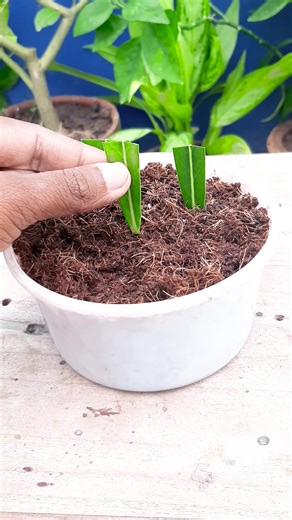 7.7K views · 43 reactions | Leaf to plant || How to grow adenium plant at home from leaf || Tips & tricks in this video //#reels #fblifestyel | DIY IndoorGarden | Facebook