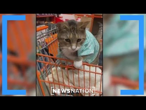 Home Depot cat who wears shirts goes viral | NewsNation Now