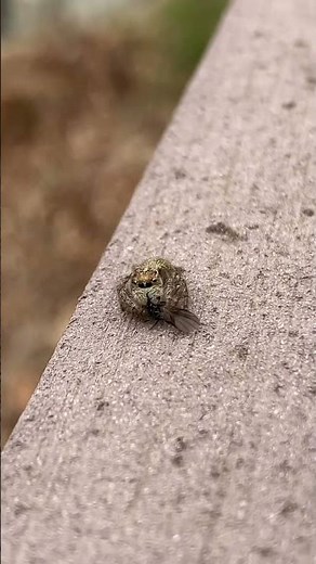 먹잇감을 놓친 깡충거미🤩 #insectsee #곤충박사 #깡충거미 #거미