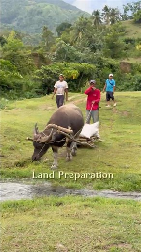 Land Preparation for ube