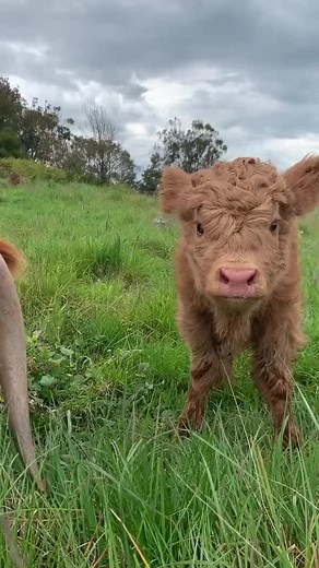 #cowcuddling #highlandcow #cuddlecow #cuddlecalf #cowexperience