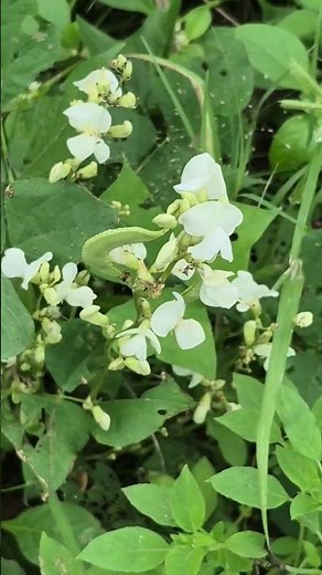 Lablab purpureus L. sweet syn. , #lablabpurpureus, #dolichoslablab-L., #vignaaristatapiper, #garden