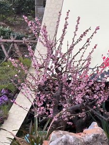 1.6K views · 46 reactions | A brilliant idea! The spring scenery has become a part of a painting. #ChinaVibes #SpringTimes | CGTN China24 | Facebook