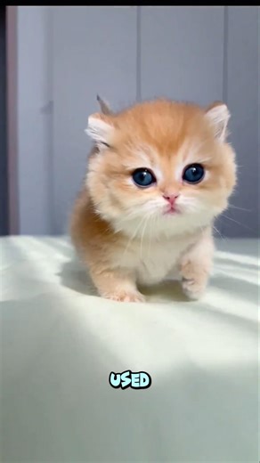 He never thought the kitten would do this to this little child