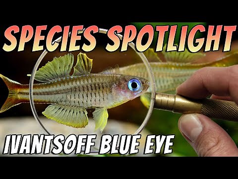 Ivantsoff's Blue Eye Rainbowfish (Pseudomugil ivantsoffi) - Rare Rainbowfish Profile & Care Guide