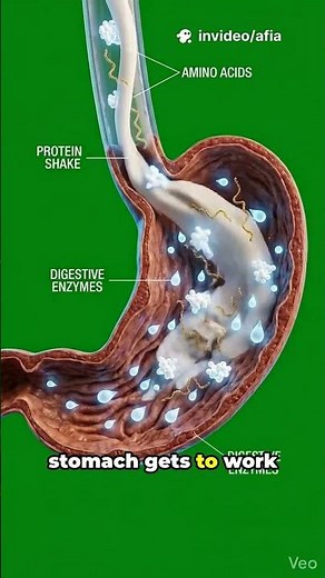 This Is What Happens Inside Your Body When You Drink a Protein Shake