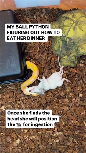 This is how Ball Pythons Eat😍🐍🔥