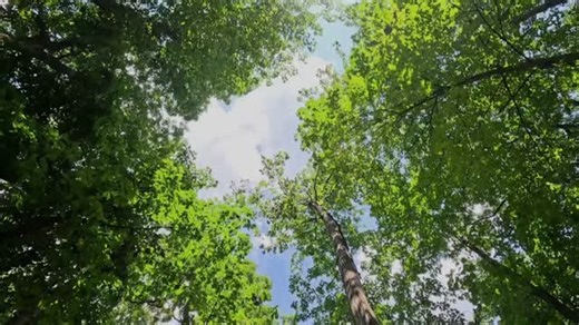 The GreenPrint, a documentary that tells the story of the Cleveland Heights Green Team work in Caledonia along with partner organizations such as Trust for Public Land, Caledonia Elementary School and Northeast Ohio Regional Sewer District will be screened Thursday evening at the CH-UH High School Auditorium. Please join us. To reserve your ticket please visit www.chgreenteam.org Film Credit Long Division Creative Building Heights | Cleveland Heights Green Team | Facebook