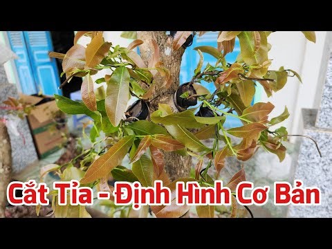 Simple Pruning and Shaping of Grafted Apricot Trees