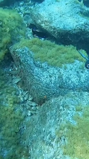 #fyp #tiktokpakistan #tik #us #fypdong