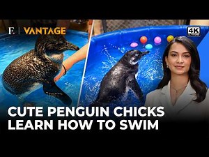 Penguin Chicks Take Swimming Lessons Before Moving Into Their New Home | Vantage on Firstpost | 4K