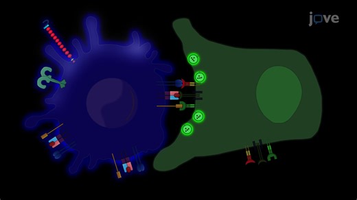 视频: 辅助性 T 细胞和抗原呈递细胞之间的免疫突触形成 - 实验