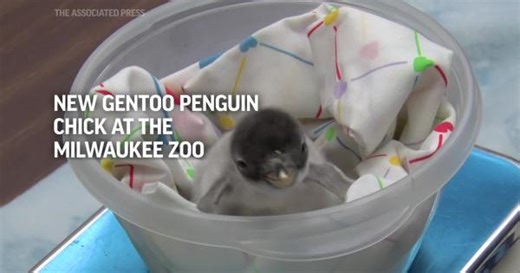 Milwaukee County Zoo welcomes Gentoo penguin chick