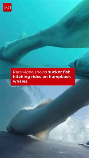 Scientists have captured rare footage of remoras — also known as sucker fish — hitching a ride on humpback whales off the coast of Australia. 🐋🐟 These fascinating fish use a natural suction plate on their heads to attach themselves to #whales, feeding on dead skin and sea lice while enjoying a free ride through the ocean. 🌊 #MarineLife #Australia #HumpbackWhale | The Times of India | World