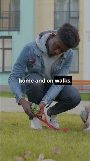 How to Stop Your Dog from Eating Poop—Without a Muzzle or Yelling