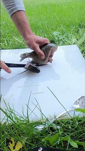Bluegill CATCH CLEAN COOK