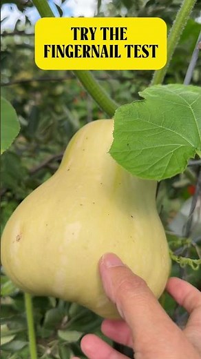How to Know When Butternut Squash Is Ready to Harvest