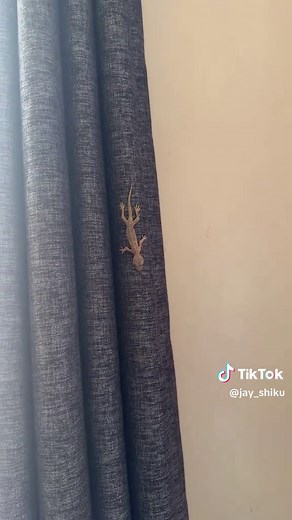 What Geckos Teach Us About Survival