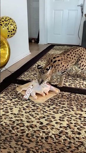 Savannah Cat Attacks Raw Chicken Birthday Meal