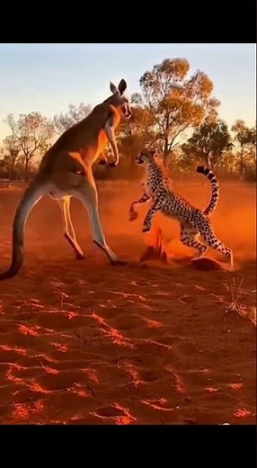 Unbelievable Battle: Kangaroo vs. Cheetah! Who Wins?