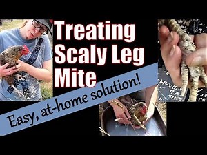 Treating Chickens' Scaly Leg Mite
