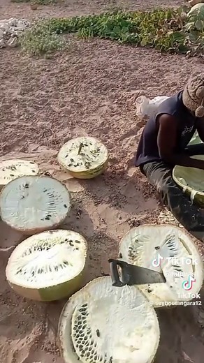 Discovering Calabash Fruit: Benefits and Uses