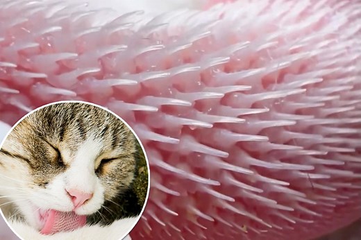 A cat’s tongue looks ‘terrifying’ up close — but there’s a reason why