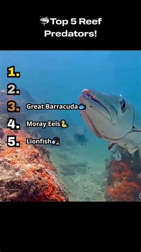 🦈Top 5 Reef Predators!