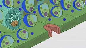 Video: Xylem and Transpiration-driven Transport of Resources