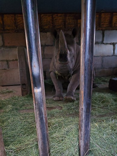 Meet Jericho the Southern White Rhino at Out of Africa