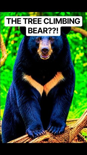 This Bear Climbs Trees Quicker Than You Think 😳🐻