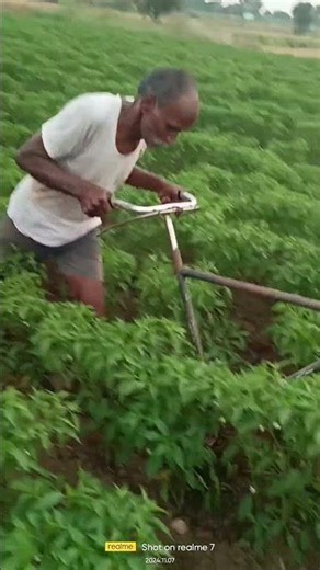 #Chilli Farming/ #Mirchi Sheti #chilli #viral