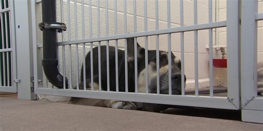 ‘A big win:’ New Arizona law cracks down on animal cruelty
