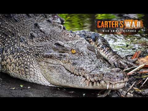 Hunting & Trapping a 14-Foot Man-Eating Crocodile | Carter's WAR